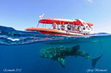 Whakeshark boat